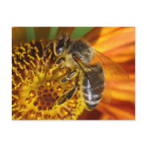 Honey Bee Postcards