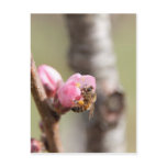 Honey bee post card