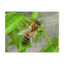 Honey Bee postcards