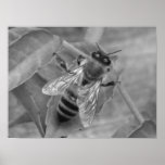 Honey Bee Posters