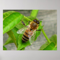 Honey Bee Posters