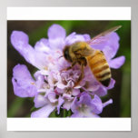 Honey Bee Posters