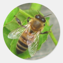 Honey Bee Round Sticker