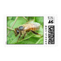 Honey Bee ~ stamp by Andy2302 Honey Bee ~ stamp