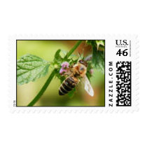 Honey Bee Stamp