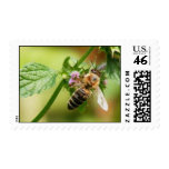 Honey Bee Stamp