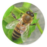 Honey Bee Round Sticker