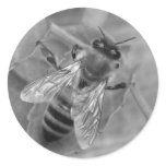 Honey Bee Round Sticker