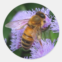 Honey Bee Sticker