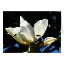 Honey BeeS Greeting Cards