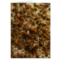 Honey Bees cards