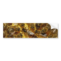 Honey Bees in Hive with Queen in Middle Bumper Stickers
