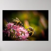 Honey bees poster