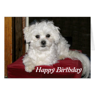 Maltese Birthday Cards | Zazzle