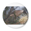 Honey Eater magnets