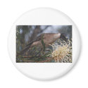 Honey Eater magnets