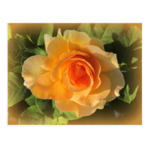 Honey Perfume Rose Postcard postcards