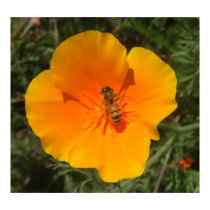 Honeybee and Poppy Large Posters & Prints by wingedturtle Honeybee and Poppy Large Posters & Prints