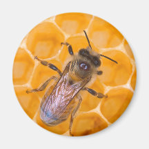 Honeybee as Art Fridge Magnets