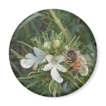 honeybee feeding magnets