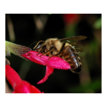 Honeybee Feeding posters