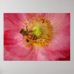 Honeybee in the Poppy posters