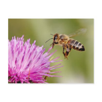 Honeybee landing on a milk thistle flower postcards