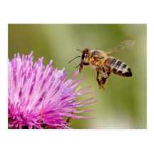 Honeybee landing on a milk thistle flower post card