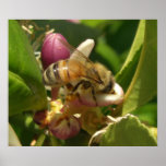 Honeybee Large Posters & Prints
