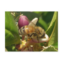 Honeybee Notes Card postcards