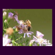 Honeybee on Asters posters by naturegirl7 Honeybee on Asters posters