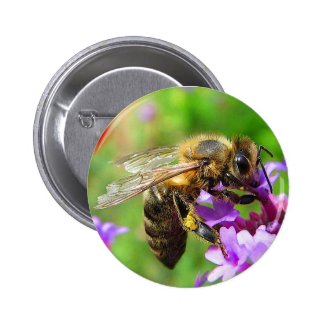 Honeybee on Verbena