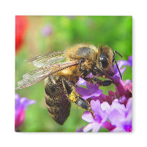 Honeybee on Verbena Magnets