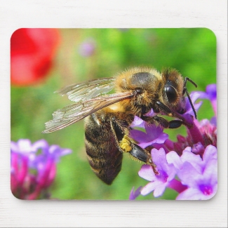 Honeybee on Verbena