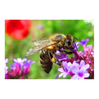 Honeybee on Verbena print