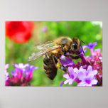 Honeybee on Verbena Posters