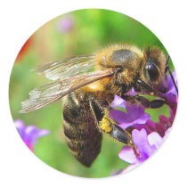 Honeybee on Verbena Stickers