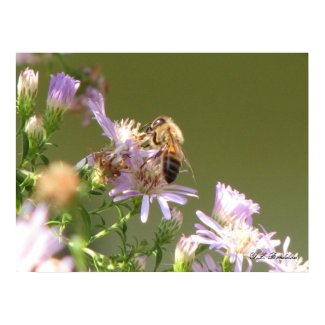 Honeybee on Wild Aster print