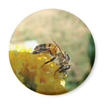 Honeybee on Yellow Butterfly Bush Magnet magnets
