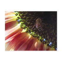 Honeybee Sunflower Postcard