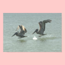Honeymoon Island Pelicans Canvas Print posters