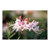 Honeysuckle Azalea Wildflower print