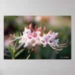 Honeysuckle Azalea Wildflower posters