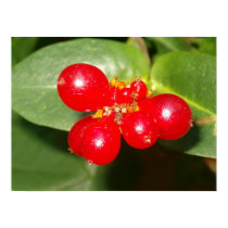 Honeysuckle Berries posters by Mandicrafts Honeysuckle Berries posters