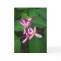 Honeysuckle Blooms Cards