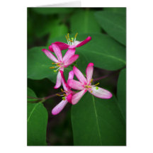 Honeysuckle Blooms Cards