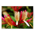 Honeysuckle Card by caramoulds Honeysuckle Card