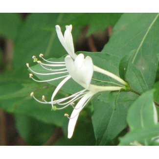 Honeysuckle mousepad