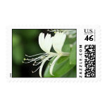 Honeysuckle Postage