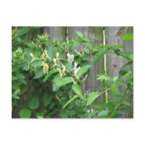 Honeysuckle postcards by princessklb07 Honeysuckle postcards
